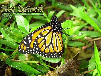 Borboleta Monarca.