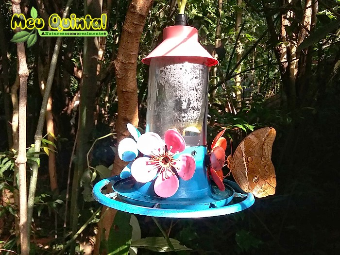 Borboleta Marrom