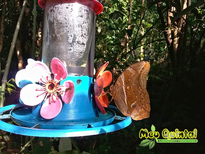 Borboleta Marrom