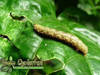 Lagarta