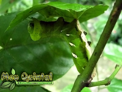 Lagarta Lagarta