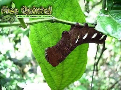 Lagarta Lagarta