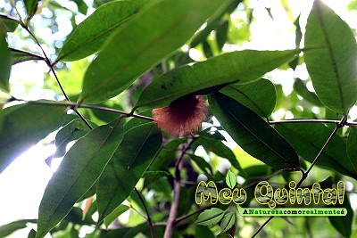 Lagarta avermelhada