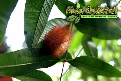 Lagarta avermelhada