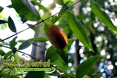 Lagarta avermelhada