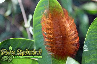 Lagarta avermelhada
