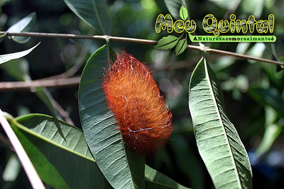 Lagarta avermelhada