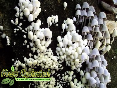 Cogumelo