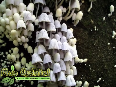 Cogumelo