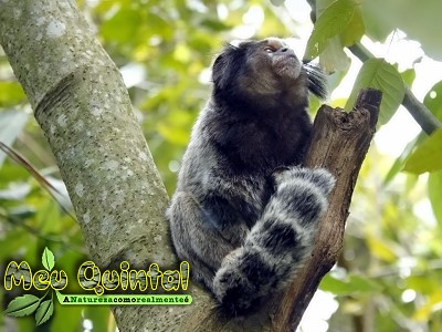 Sagui