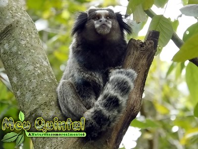 Sagui