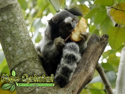 Sagui