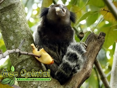 Sagui
