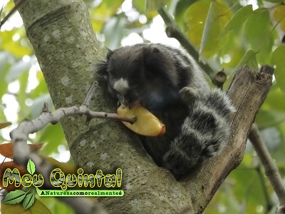 Sagui