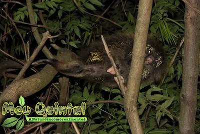 Ouriço-caixeiro à noite