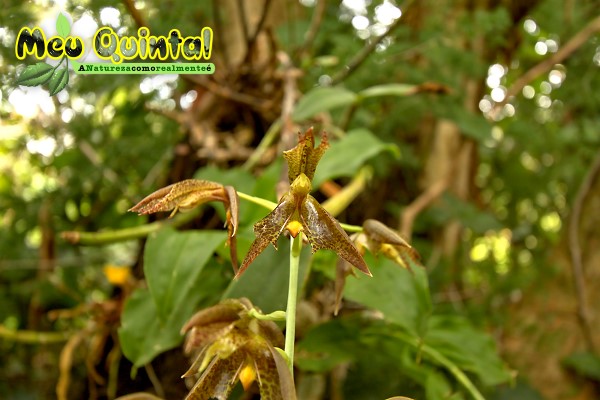 Orquídea Silvestre