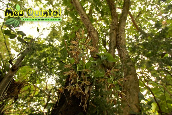 Orquídea Silvestre