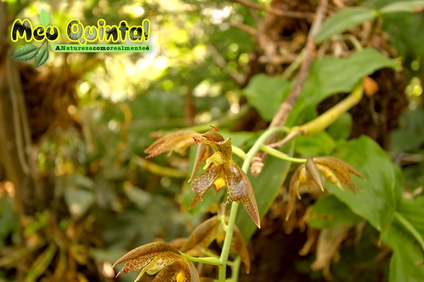 Orquídea Silvestre