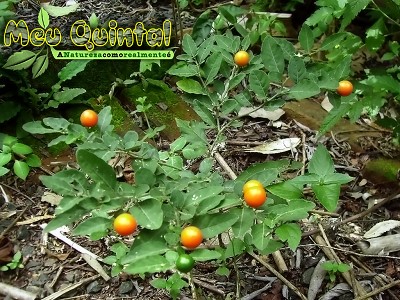 Plantinha com frutos laranja Plantinha com frutos laranja