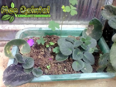 Violeta