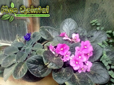 Violeta