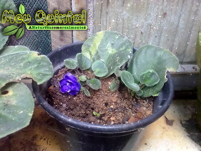 Violeta