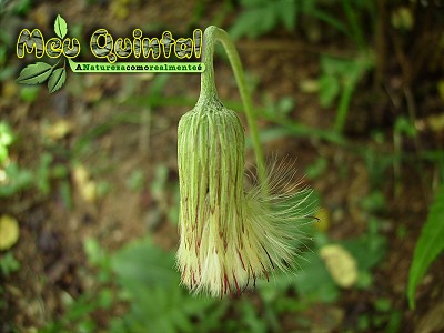 Pompom