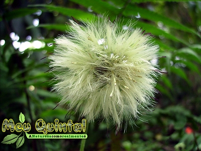 Pompom