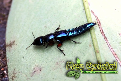 Inseto azul metálico