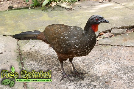 Jacuaçu Jacuaçu
