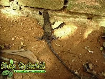 Lagarto Lagarto