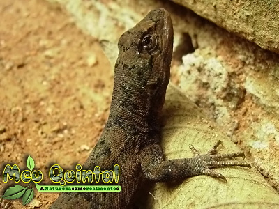 Lagarto Lagarto