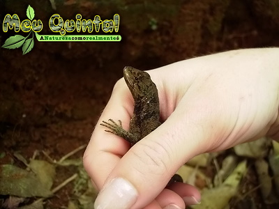 Lagarto Lagarto