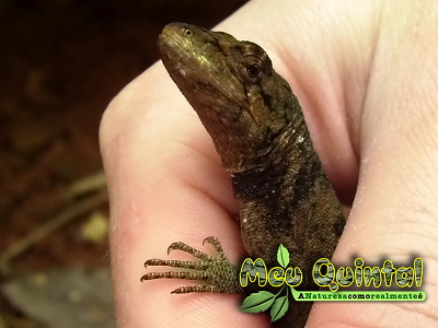 Lagarto Lagarto